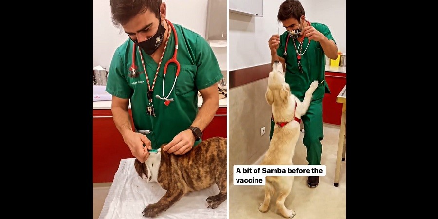Friendly Vet Gets Dogs Excited for Vaccination
