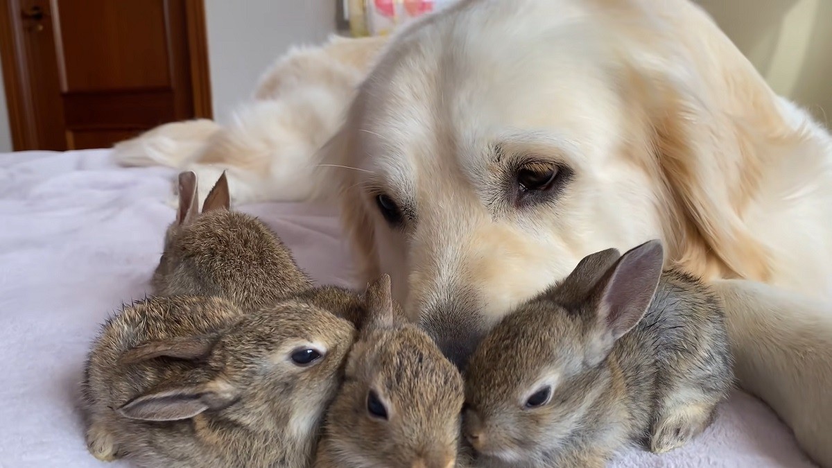 Gentle Golden Retriever Becomes Mom to Baby Bunnies