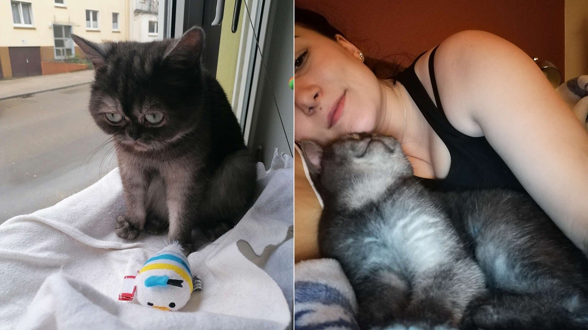 Grumpy-Looking Cat Ignored at Shelter Finds Loving Mom