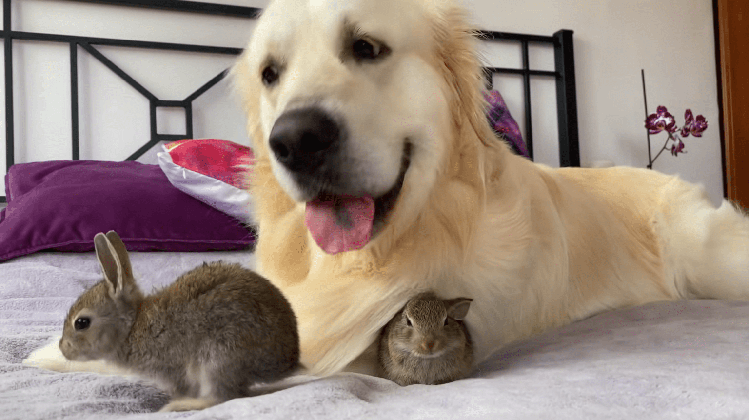 Gentle Golden Retriever Becomes "Mom" to Baby Bunnies [Video