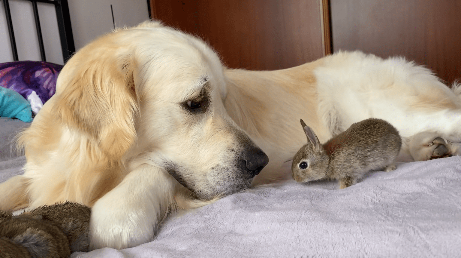 Gentle Golden Retriever Becomes "Mom" to Baby Bunnies [Video