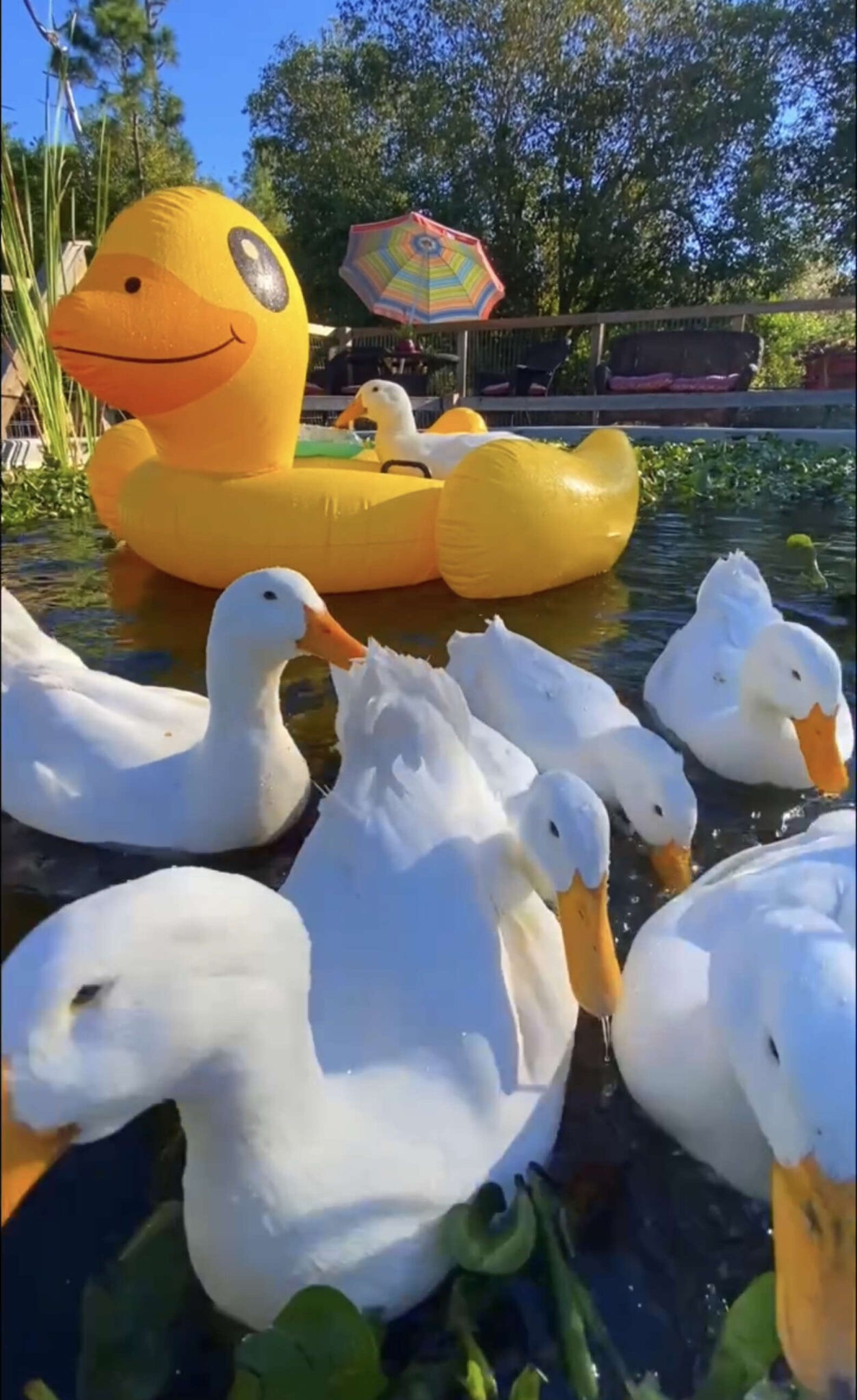 duck floatie walmart