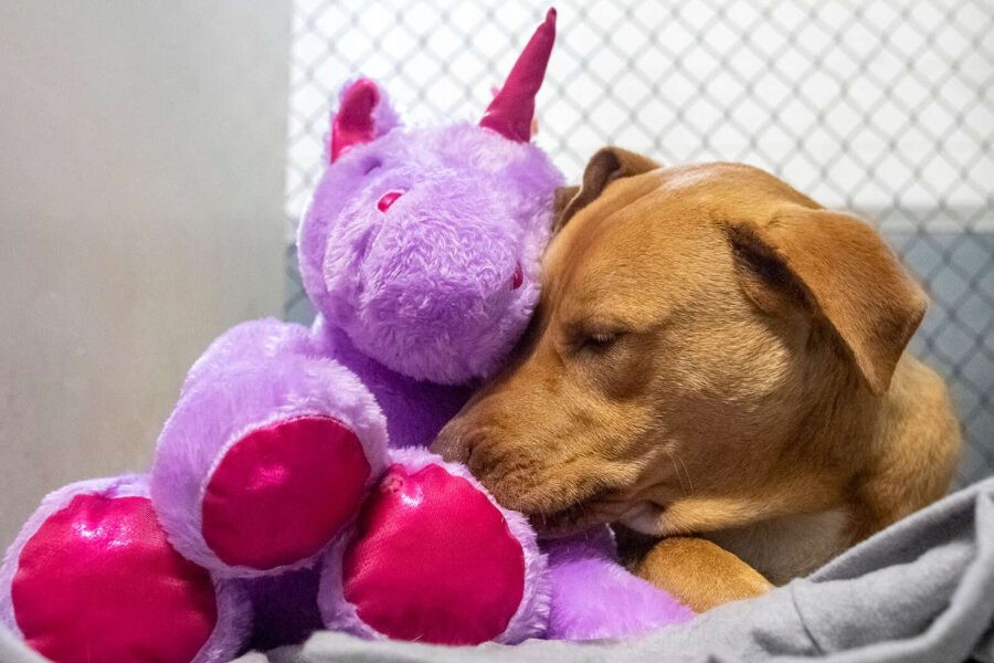 Lonely pup tries to steal stuffed unicorn 5 times