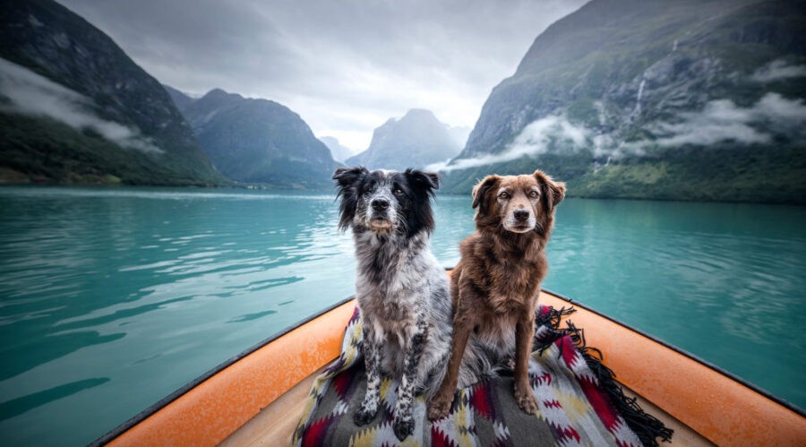 Dog Wanderers: Rescue pups travel all around Europe!