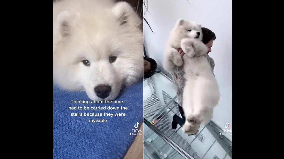 Big Fluffy Dog has to be Carried Down 'Invisible' Stairs
