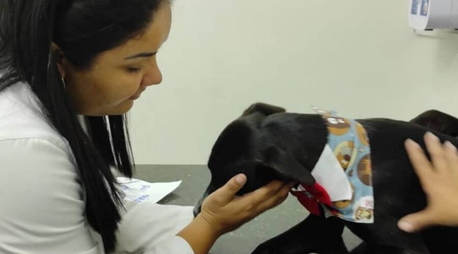 stray dog brought himself to the vet