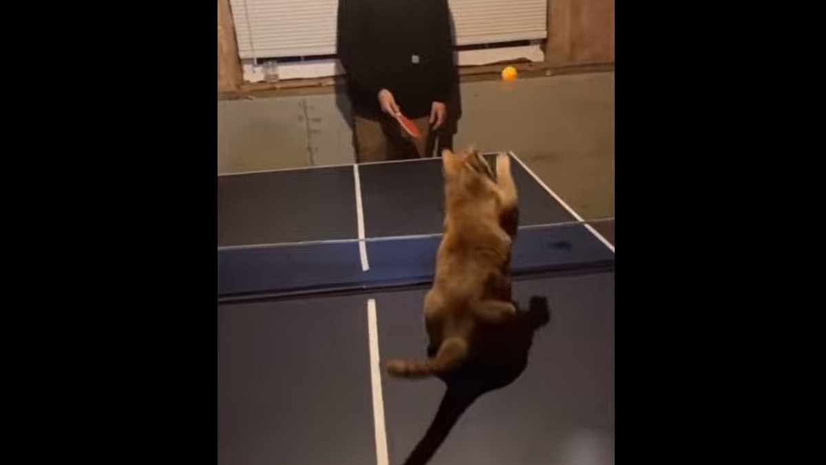 Cat Impresses Viewers with Ping-Pong Skills