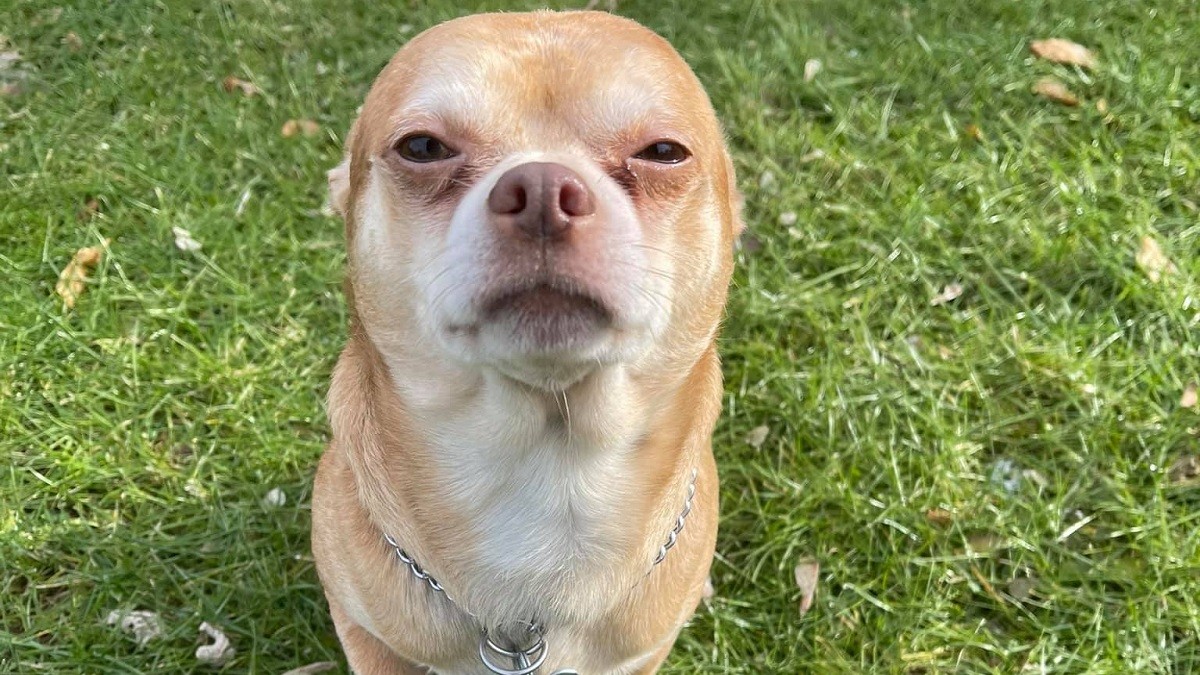 'Demonic Chihuahua' Gets Hilariously Honest Adoption Ad