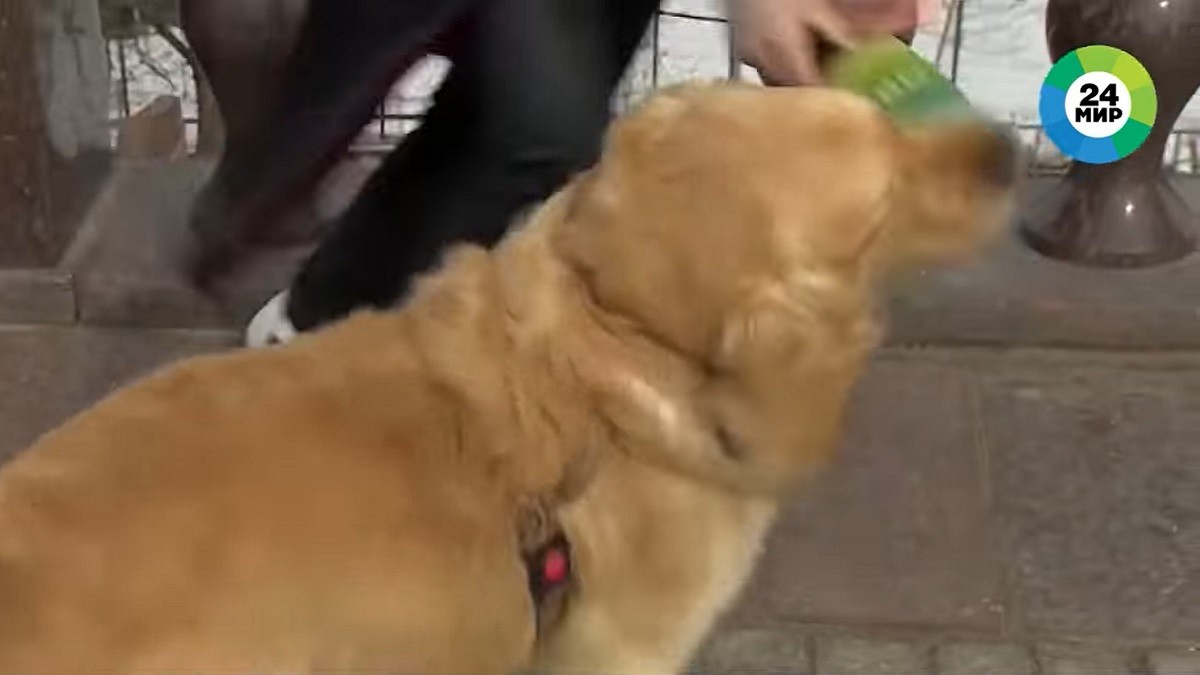 Dog Interrupts Live Broadcast When He Steals Reporter's Mic