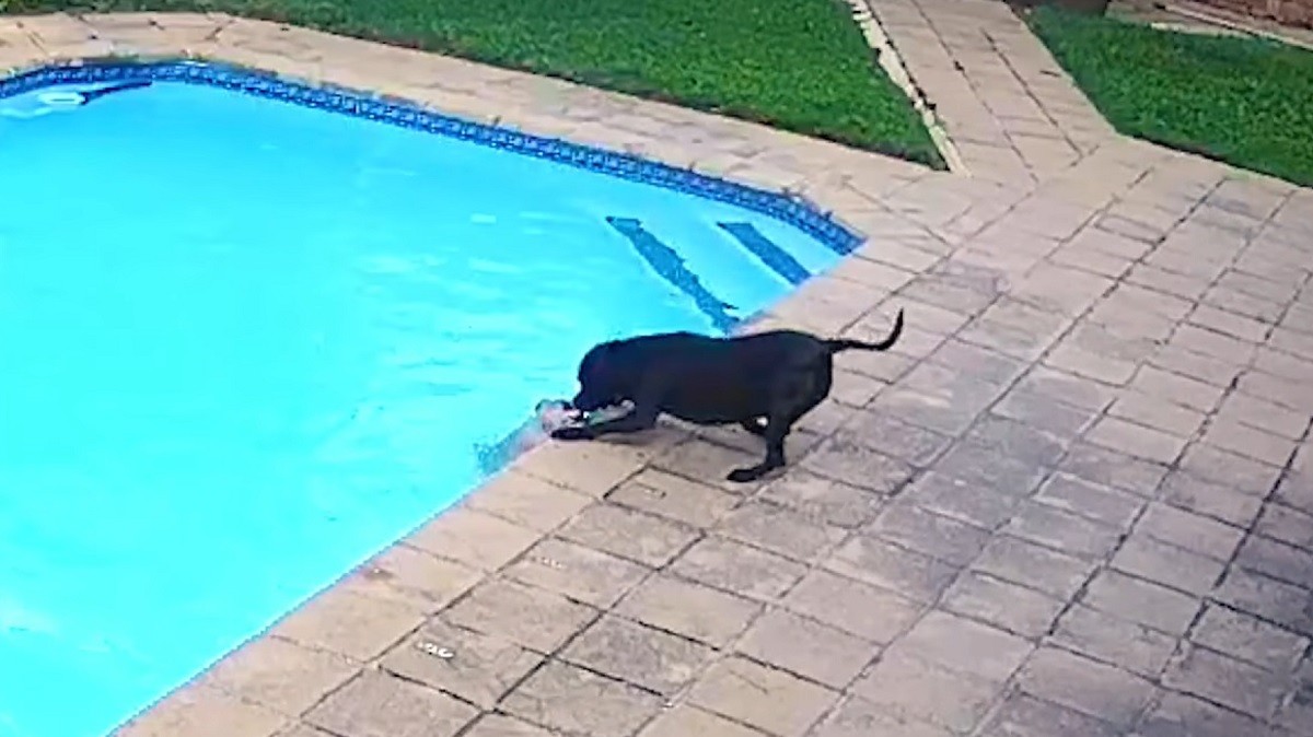 Dog Rescues Little Brother from Drowning in Pool
