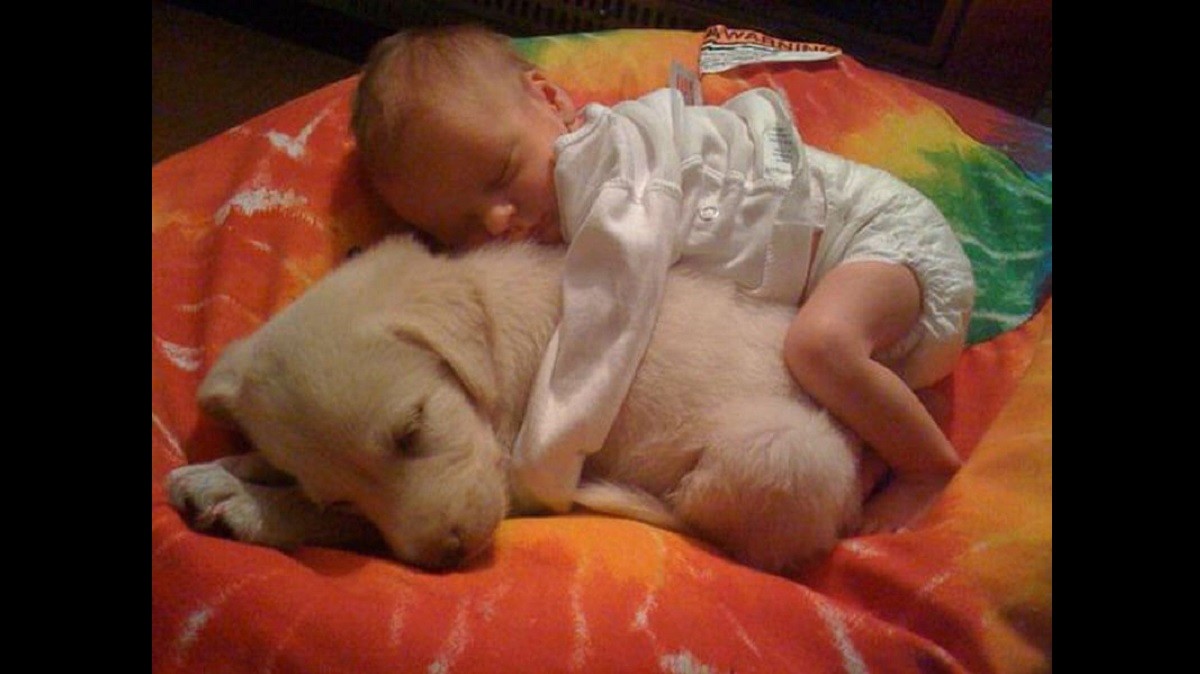 Dogs and their Sleeping Baby Sibling