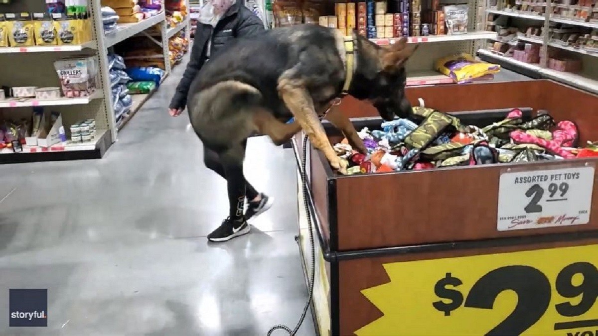 Excited Pup Jumps into the Toy Bin