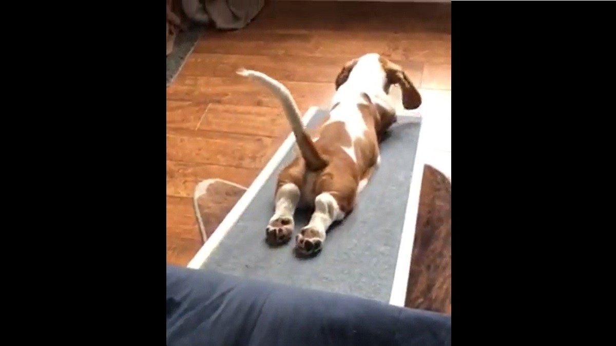 Goofy Pup Thought Ramp was a Slide