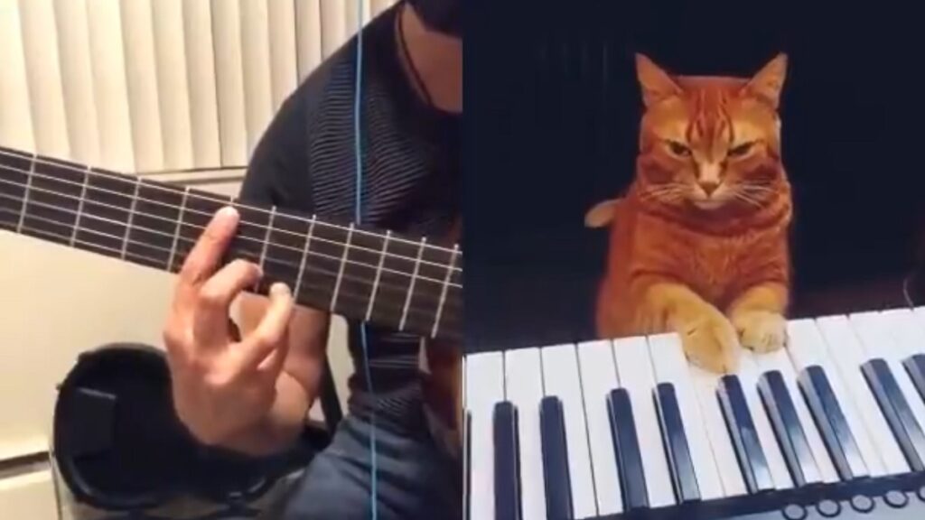 Cat Pianist and Human Guitarist Collab in Viral Tiktok Duet [Video