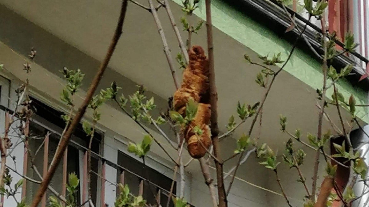 Mystery Animal Stuck in Tree