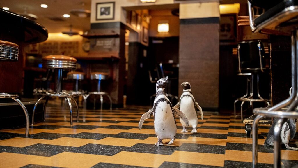 Penguins Promote Plastic Waste Reduction at Seafood Restaurant [Video(02)