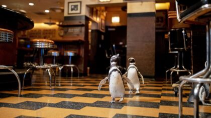 Penguins Promote Plastic Waste Reduction at Chicago Seafood Restaurant