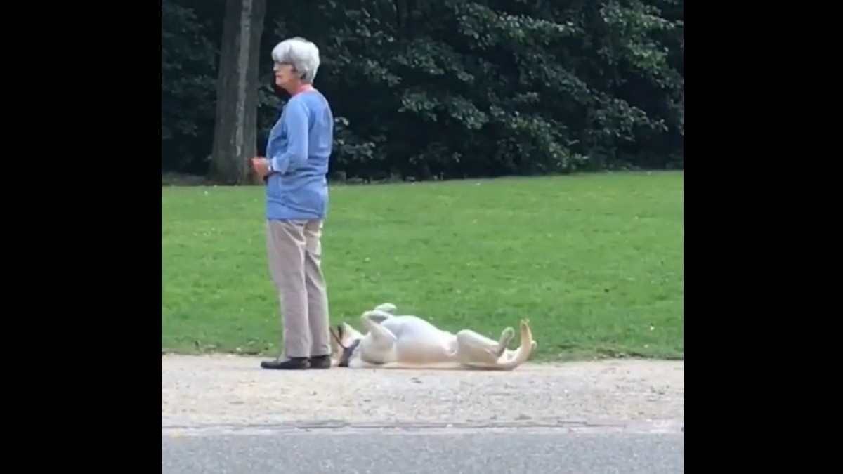Pup Throws Adorable Tantrum to Stay Longer at the Park