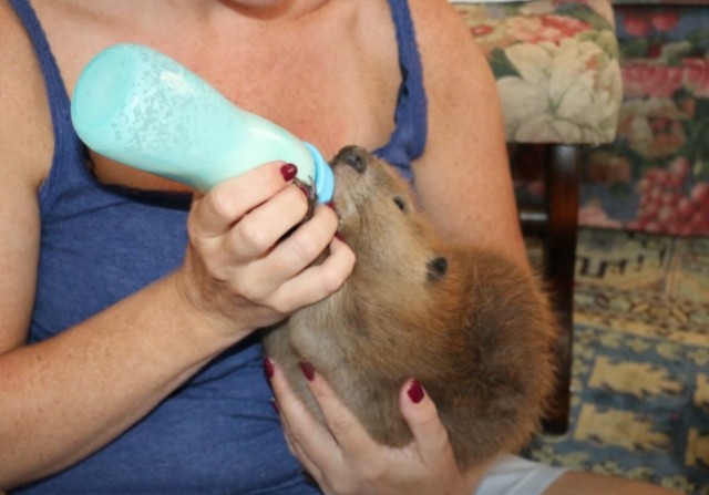 Beaver Builds Dam Inside His Foster Mom’s Living Room [Video