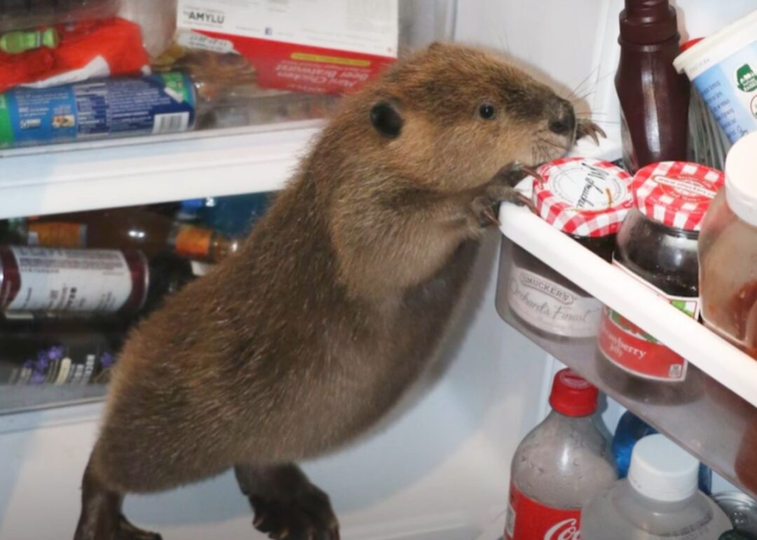 Beaver Builds Dam Inside His Foster Mom’s Living Room [Video