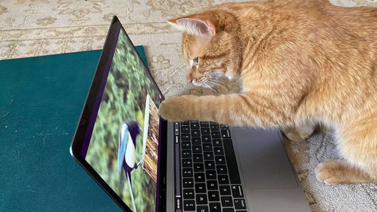 cat loves watching videos
