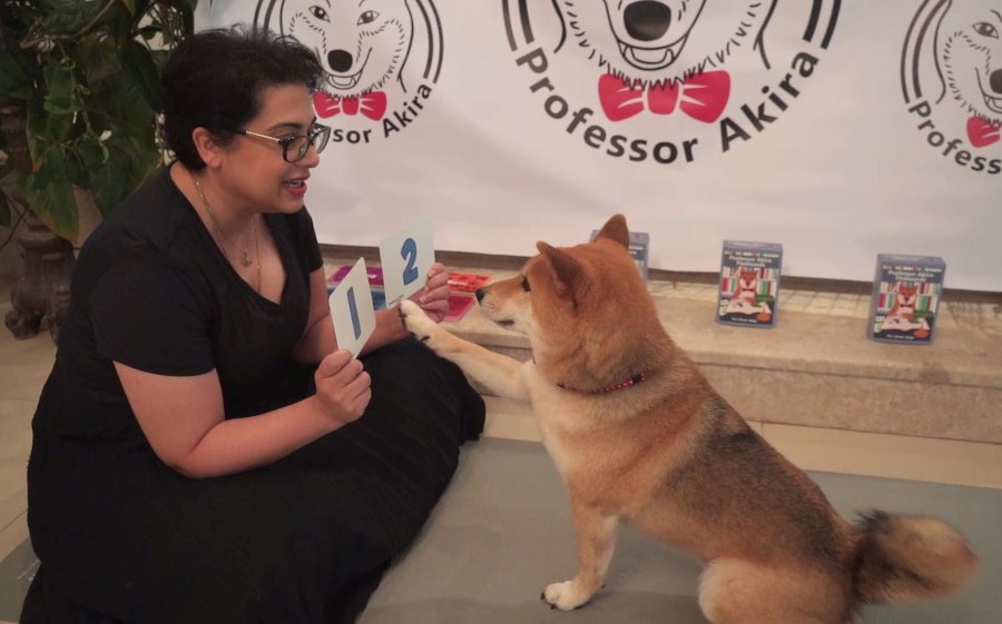 Smart pup learns math, shapes, colors using flash cards!