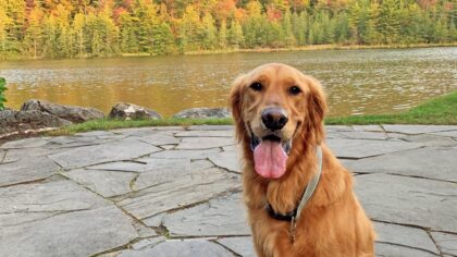 Take A Hike With Cooper the Golden Retriever at Vermont Resort