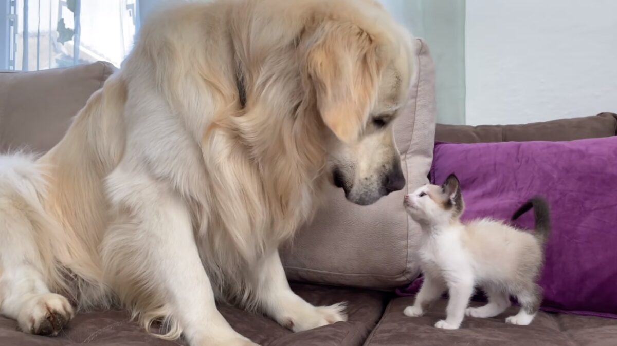 YouTube Canine Sensation Bailey Has A New Best Friend: A Kitty