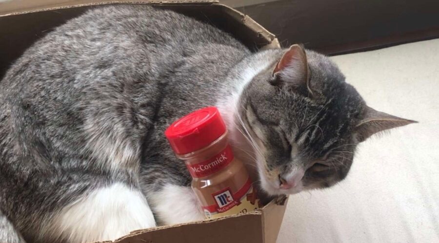 Winston the Cat’s Unusual Toy: Empty Cinnamon Bottle