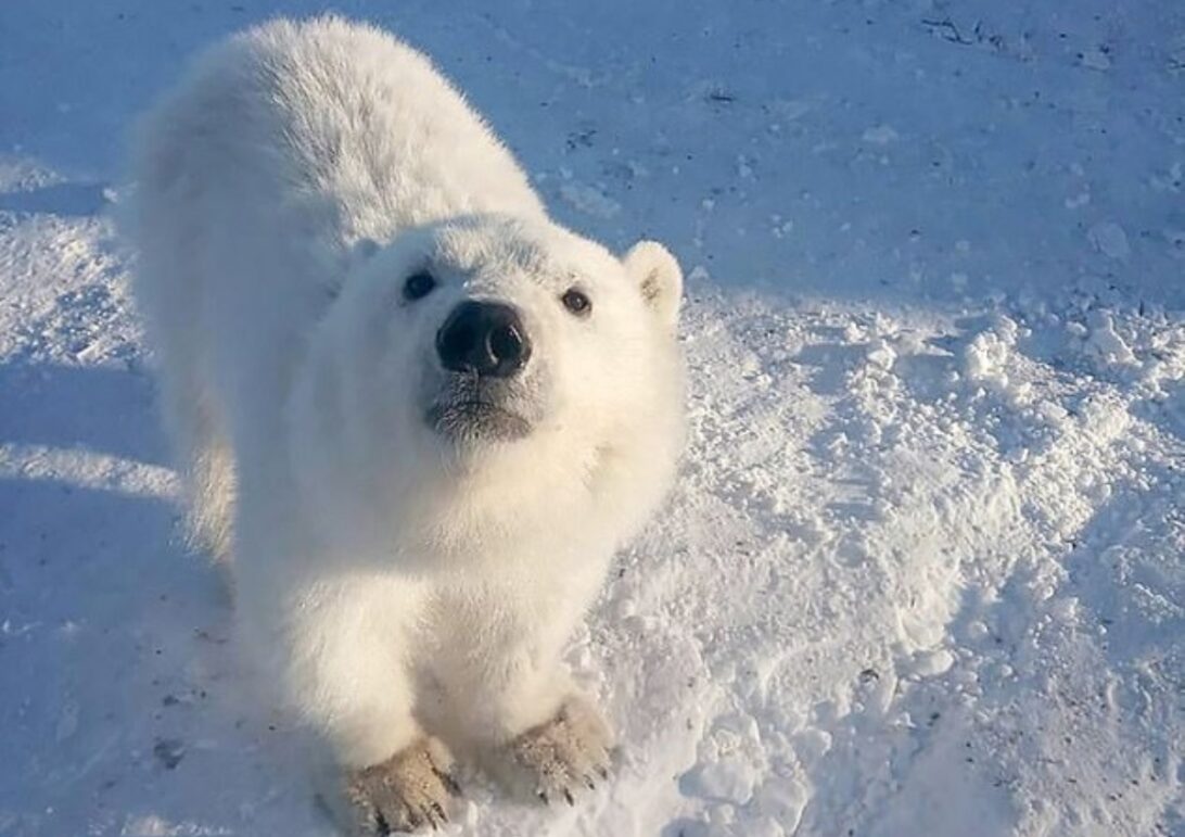 fur real polar bear cub