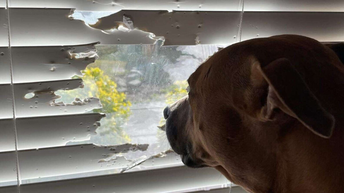 Outdoor-loving dog looks through peeking hole on the window