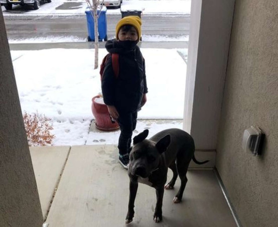 Pup walks brother to school bus and thanks driver every time