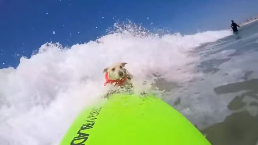 These Dog Surfing Champions Are Paw-some!