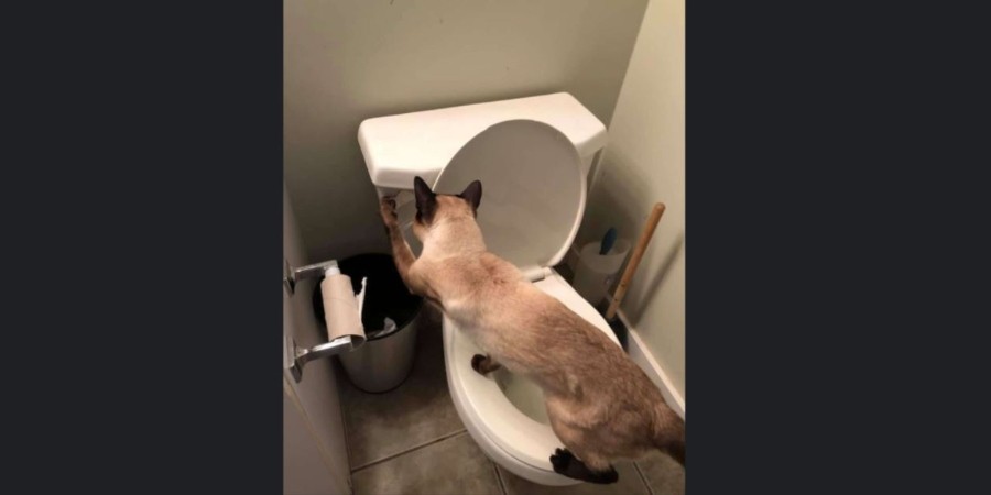 The Phantom Toilet Flusher was the Cat All Along