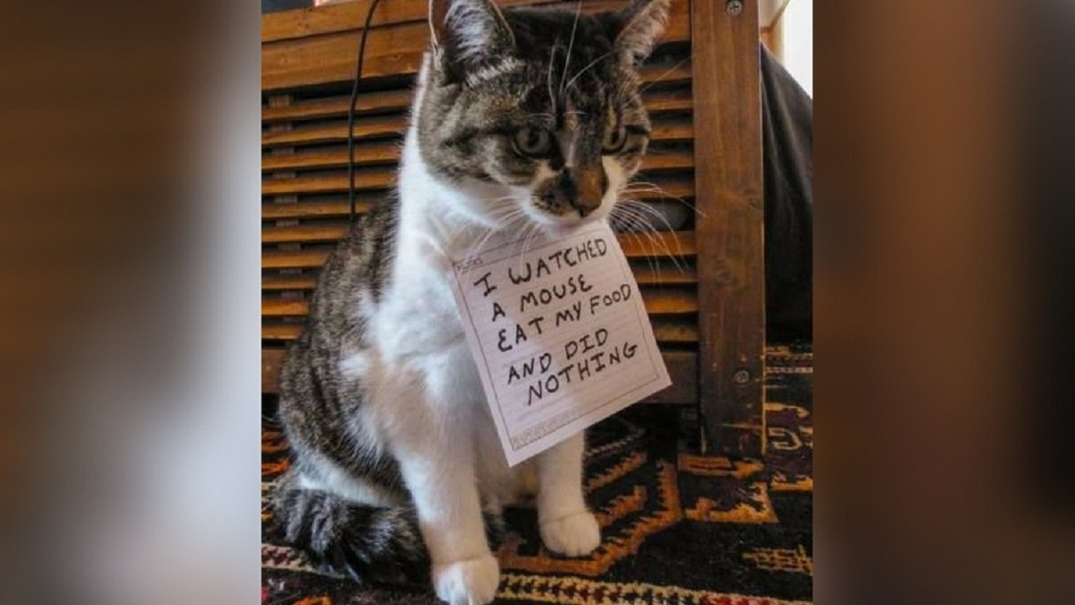 Hilarious Cats Getting Shamed for Doing Cat Things