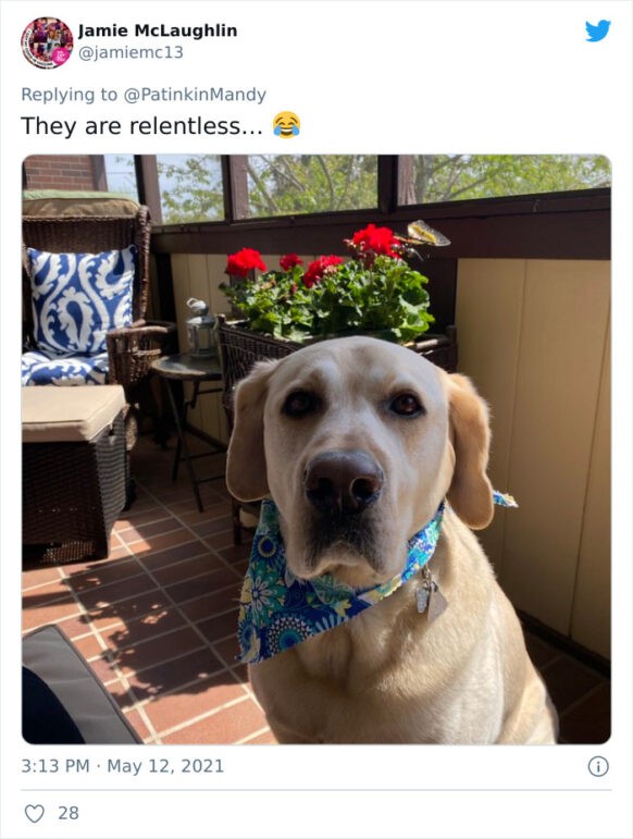 15 Dogs that use 'puppy eyes' to beg for food - :) Healthy Happy News