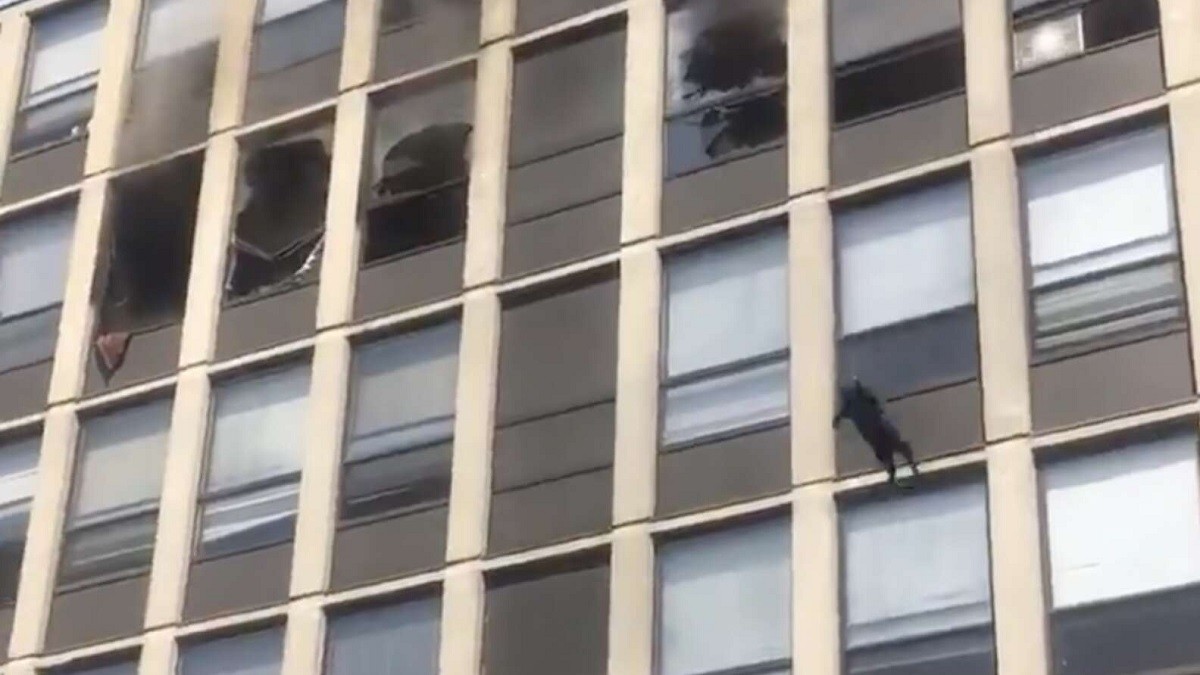 Brave Cat Saves Himself by Jumping from Burning Building