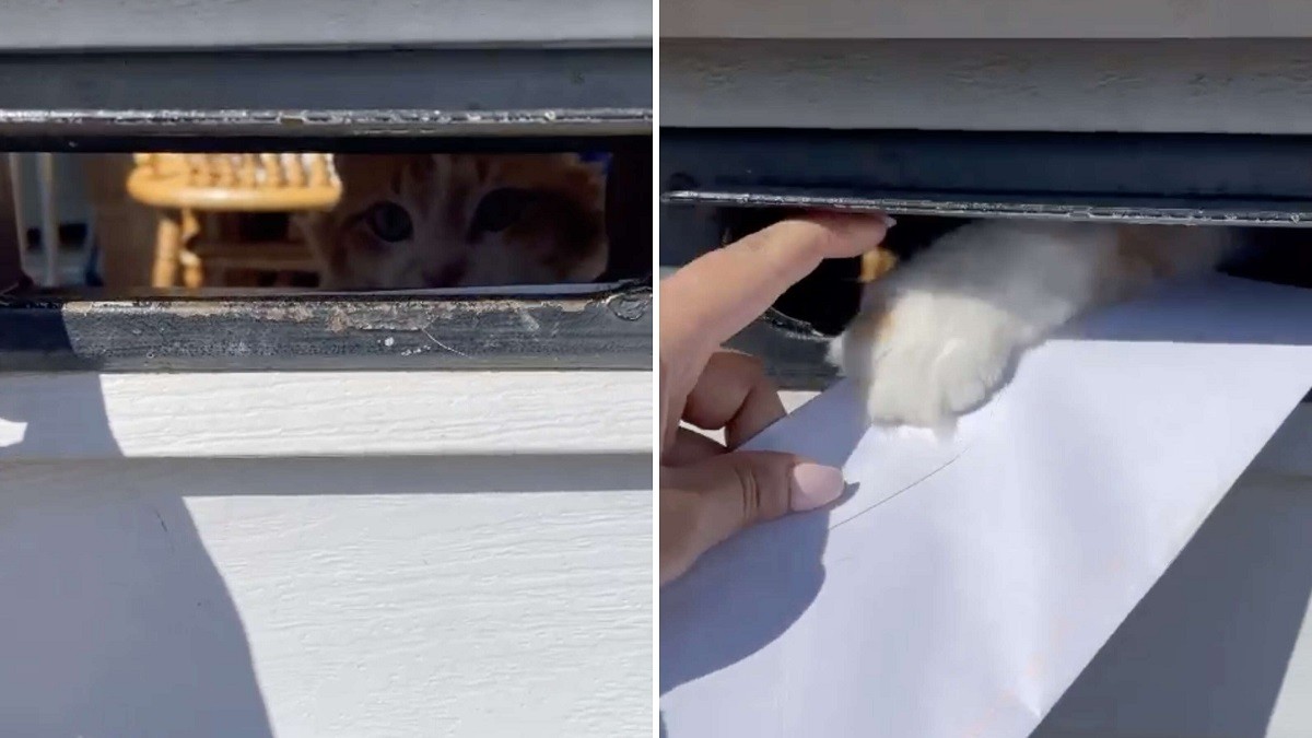 Cat Keeps Swatting the Mail Away