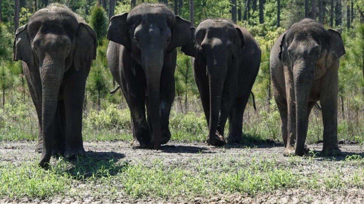 Circus Elephants Retire in Beautiful Sanctuary