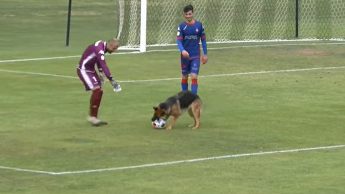 Dog Walking By Soccer Stadium Joins Match
