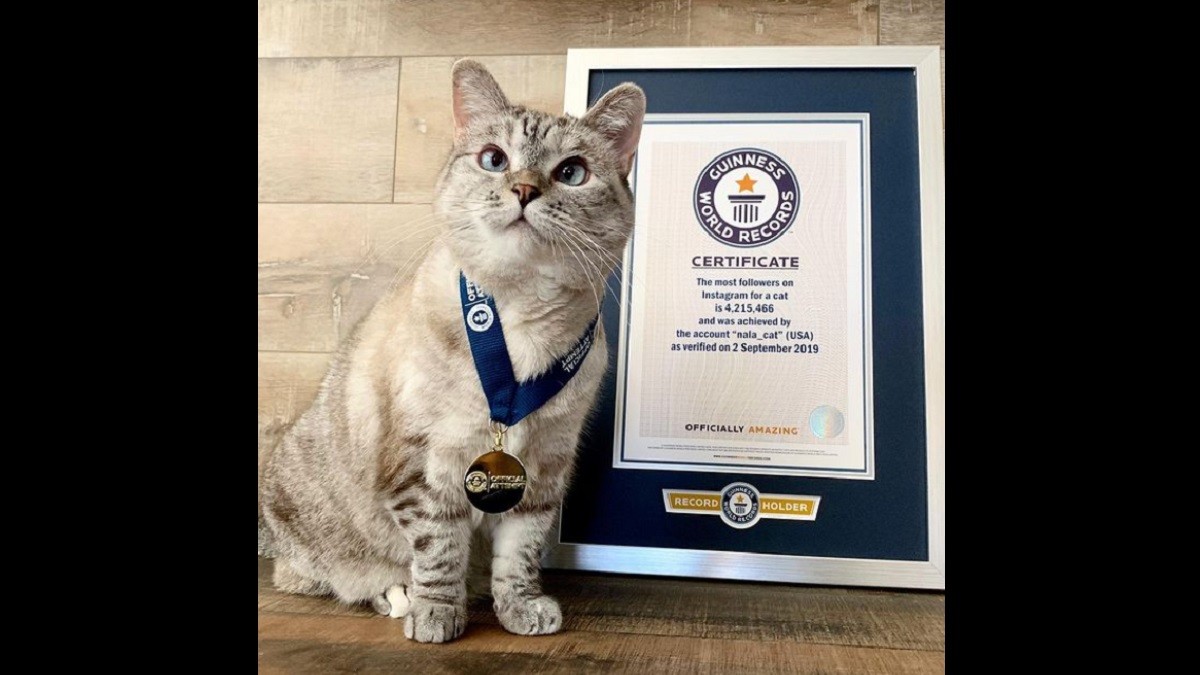 Insta-Popular Rescue Cat Wins Guinness World Record