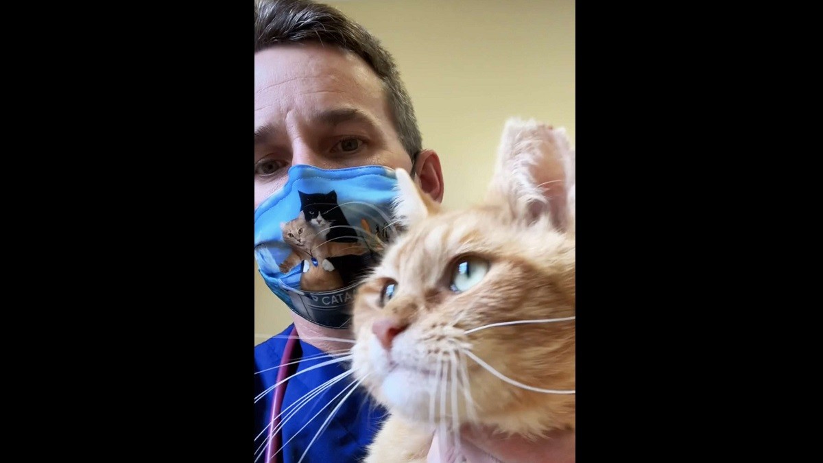 Kind Vet Saves Injured Cat Brought in to be Put Down and Finds his Forever Home