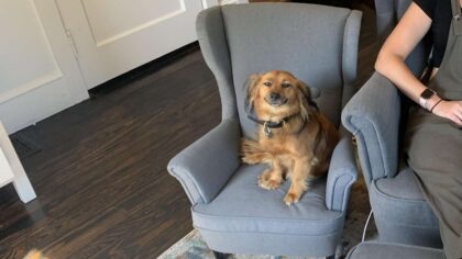 Pup is All Smiles after Getting Matching Chair with Mom's