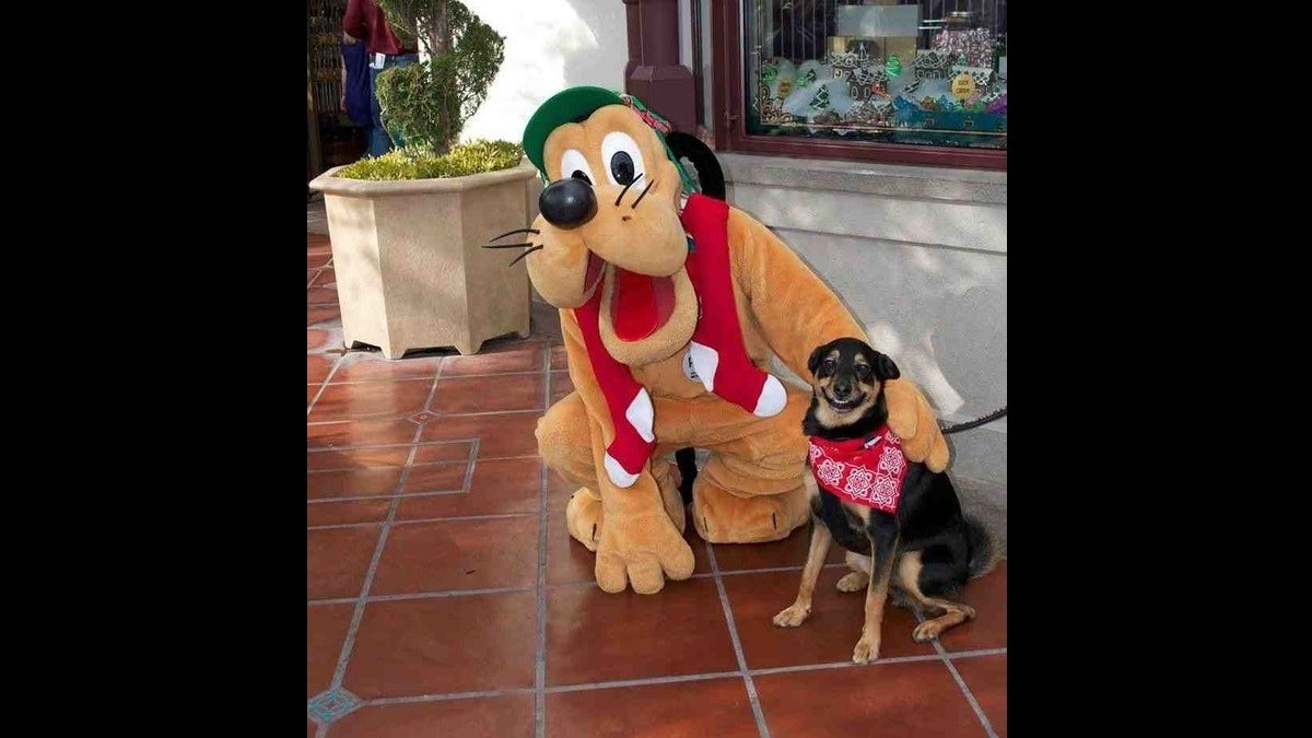 Wholesome Dog Photos