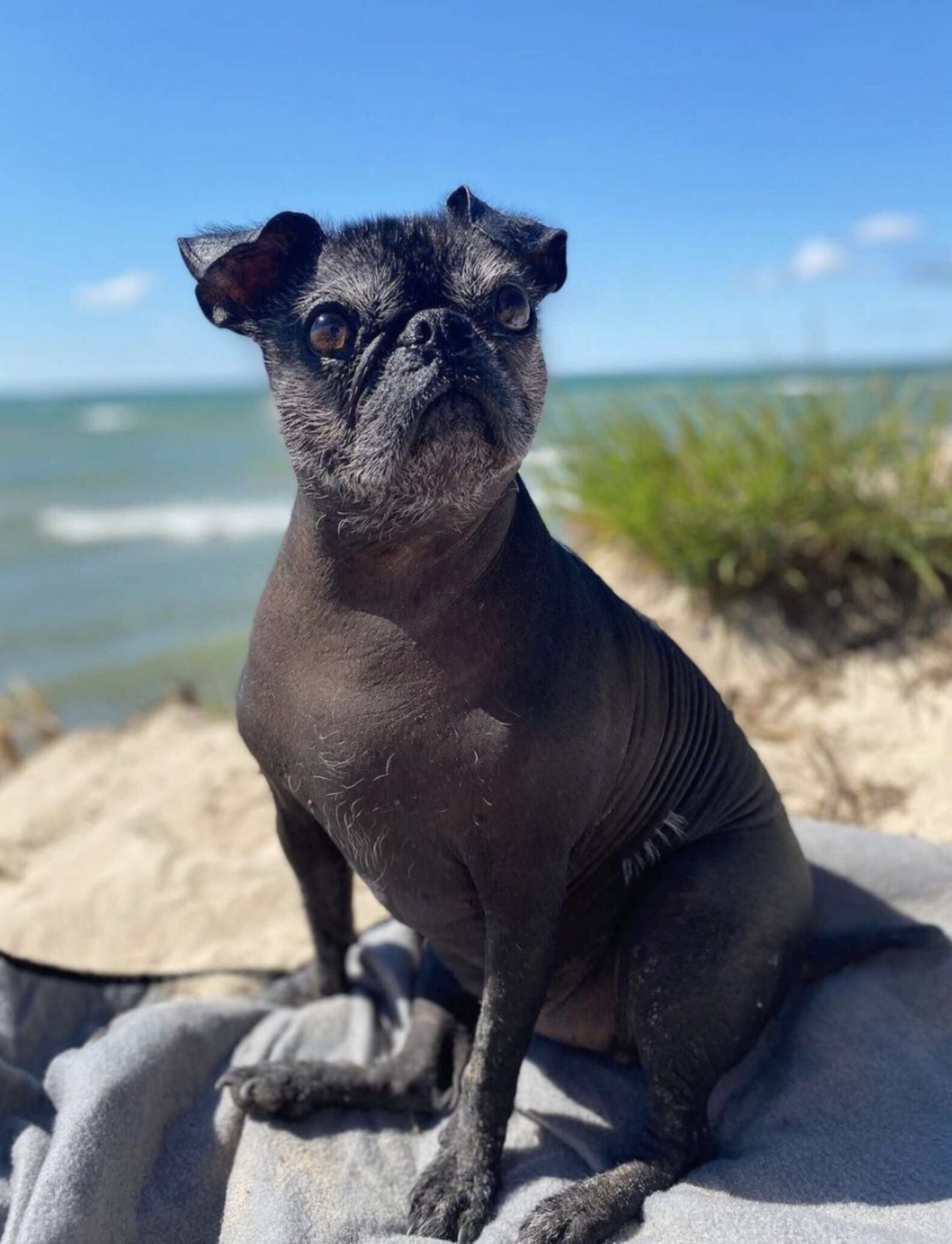 Check Out This Unique Hairless Pug What A Cutie Healthy Happy News