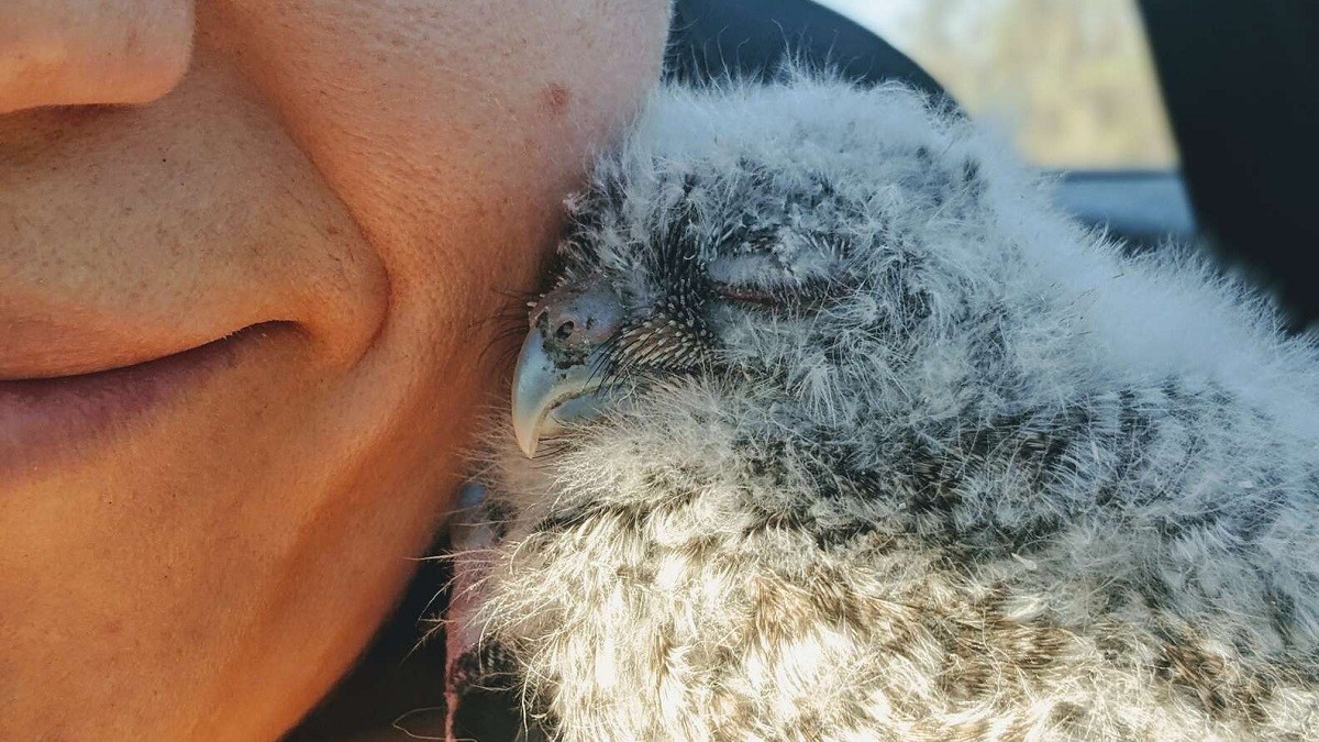 Adorable Owlet Snuggles into Rescuer's Cheek