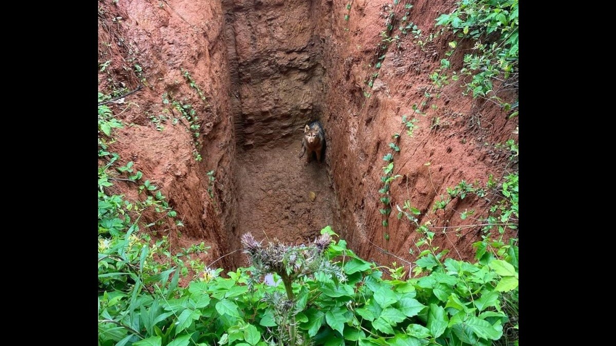 Dog Trapped In 20-Ft Hole
