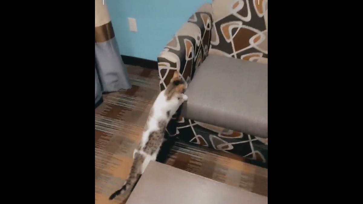 Hotel Guest Gets Surprised by Cat Resident