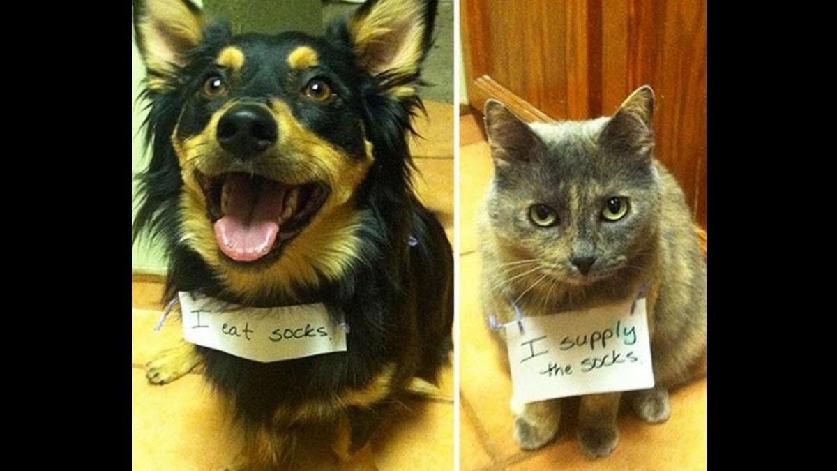 Pet Parents Share Hilarious Shaming Signs