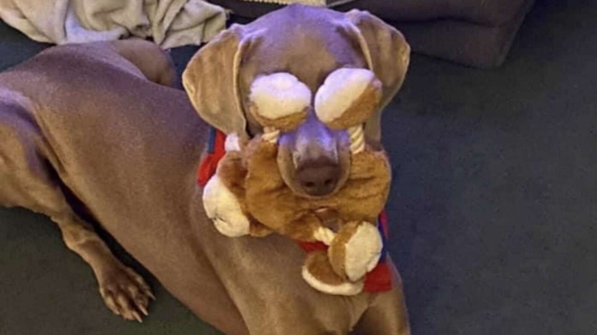 Pup has Silly Way of Carrying his Beloved Teddy Bear